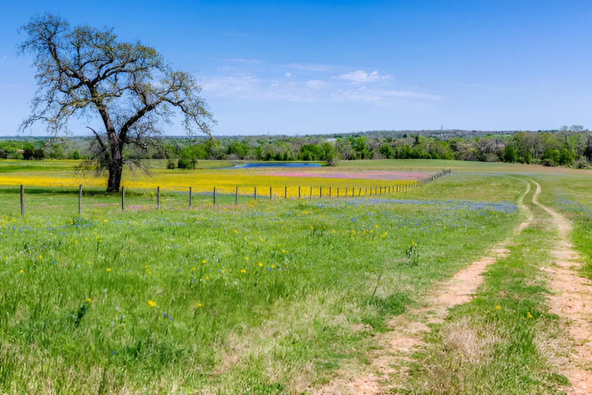Beautiful vacant land with wildflowers
